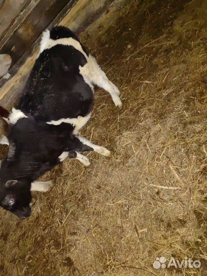 Бычки абердин ангус