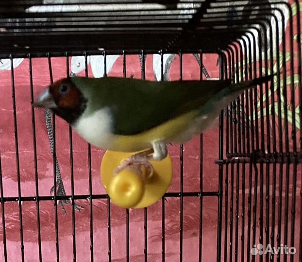 Амадины Гульда