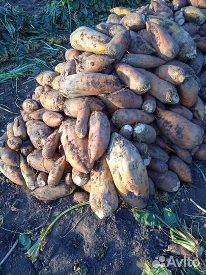 Свекла кормовая