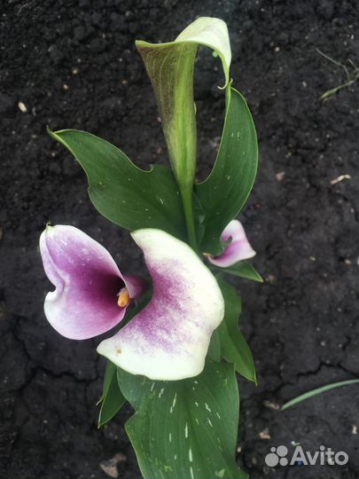 Луковицы каллы