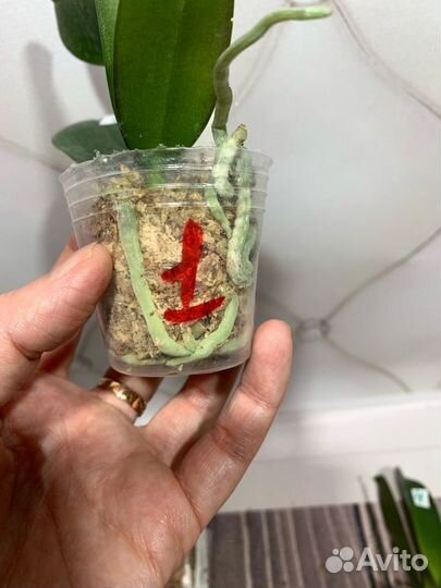 Орхидея Mainshow Wulu Caishen