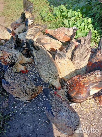 Куры бентамки