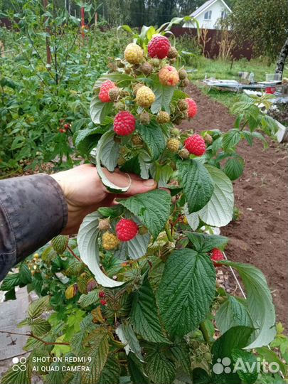 Саженцы ремонтантной малины