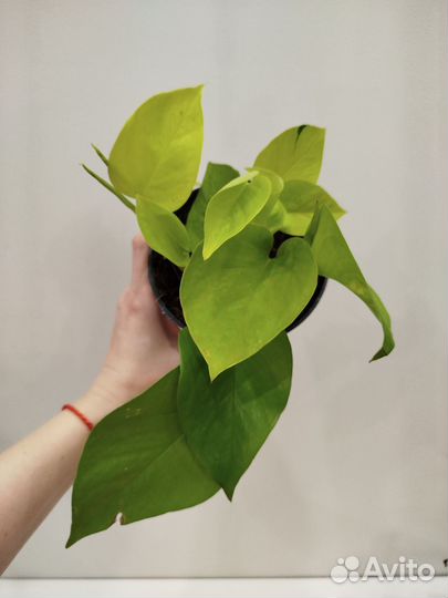 Эпипренум Голден Потос