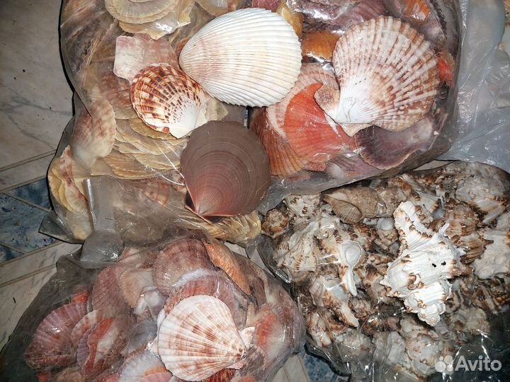 Ракушки много