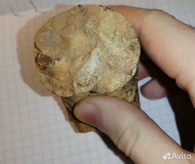 Фрагмент аммонита (biаsaloceras)