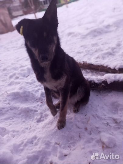 Собака в добрые руки