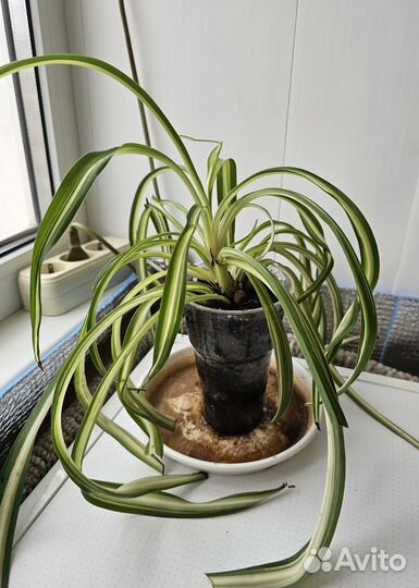 Хлорофитум кудрявый