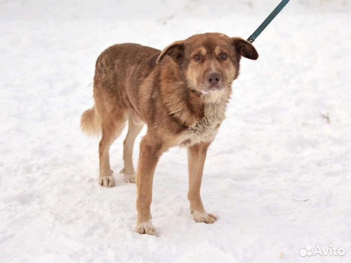 Кофейная собака