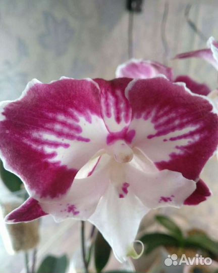 Орхидея фаленопсис Тинкербель детка