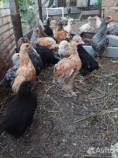 Петушки 2,3,4-хмесячные