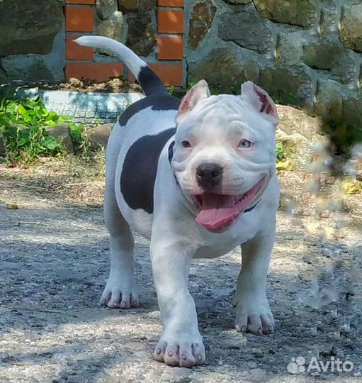 Американский булли мальчик