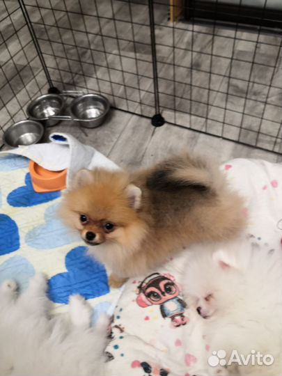 Померанский шпиц мини щенок
