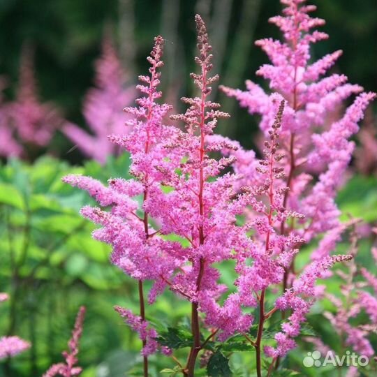 Астильба Арендса Bressingham Beauty Саженцы, Расса