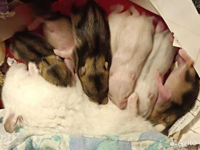 Джунгарский хомяк