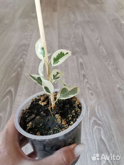 Фикус старлайт, твилайт