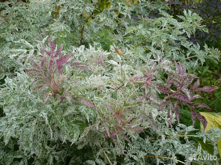 Бузина Вариегата 