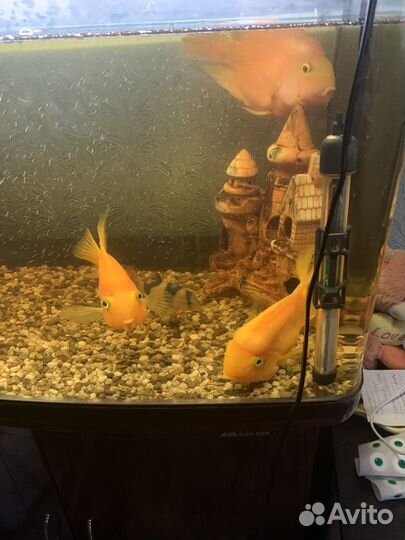 Аквариум с рыбками