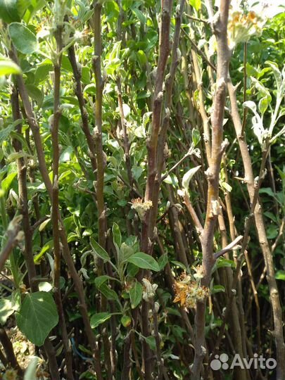 Саженцы садовые