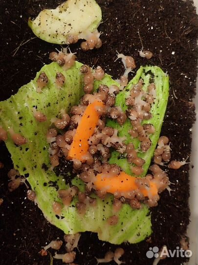 Улитята альбиносы