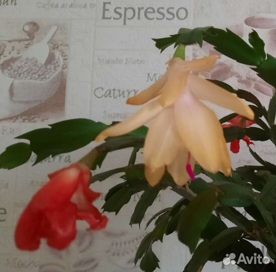 Декабрист шлюмбергера черенки сортовые