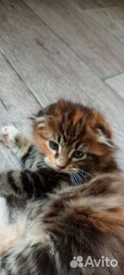 Котята