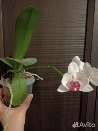 Фаленопсис Pink beauty бабочка