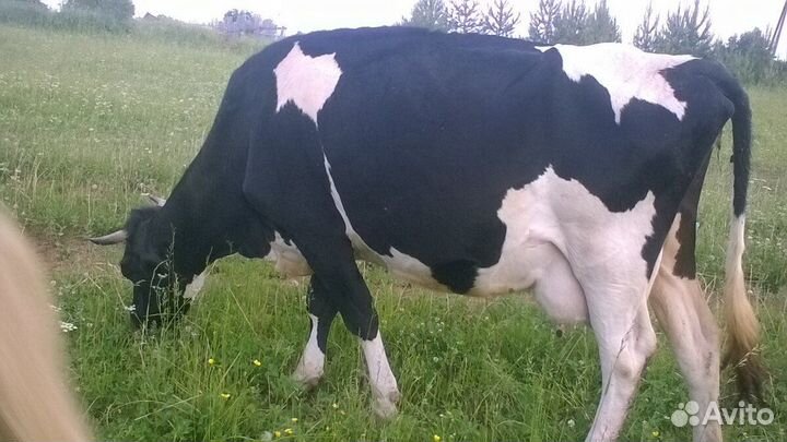 Коровы дойные молочные