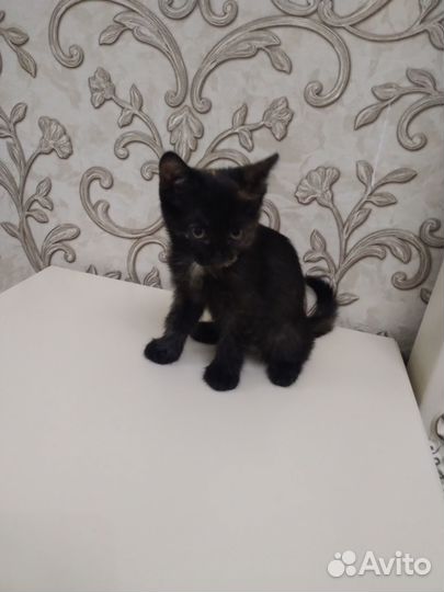 Отдам в добрые руки