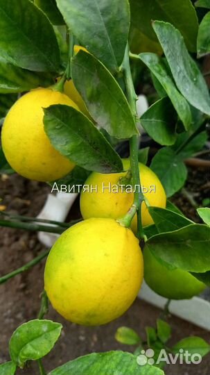 Лимон Мейер