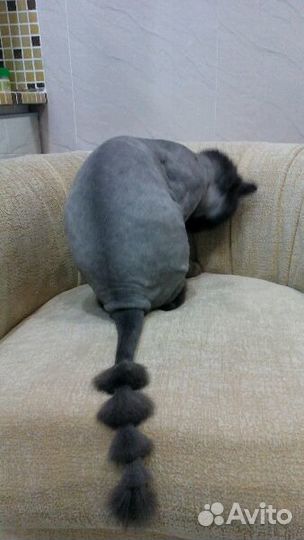 Стрижка кошек,только с выездом к вам на дом