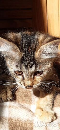 Котопад) Здравствуйте, я Люся ) Люсенька в дар