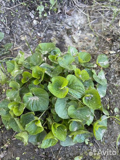 Многолетники для сада