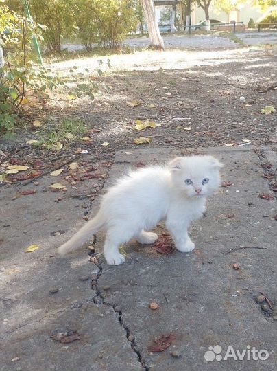Кошки в добрые руки бесплатно