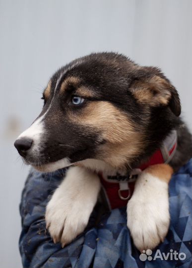 Собака в добрые руки из приюта