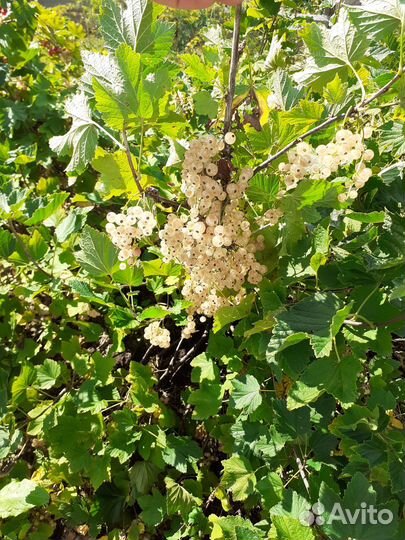 Смородина бклая, чёрная саженцы