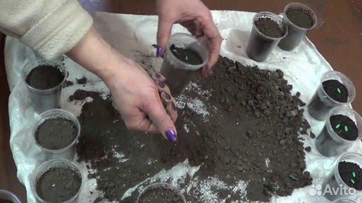 Семена восхитительного огурца naval,Голландия