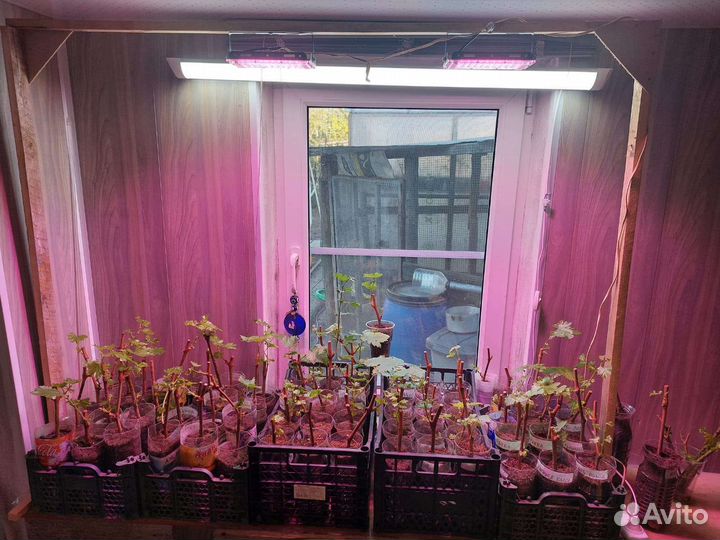 Саженцы и черенки винограда