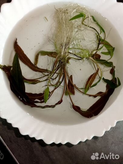 Аквариумные растения