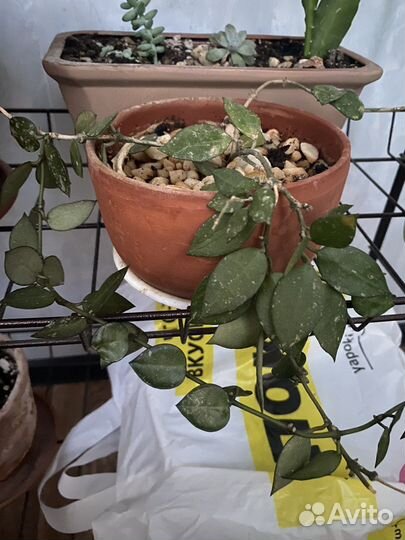 Хойя, сциндапсус