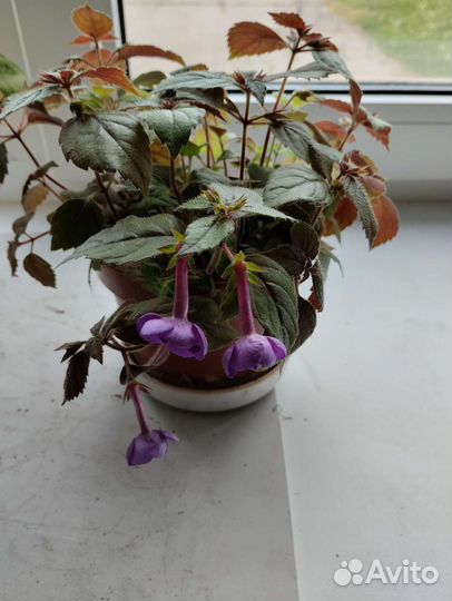 Очиток,Фикус бегония, ахименис