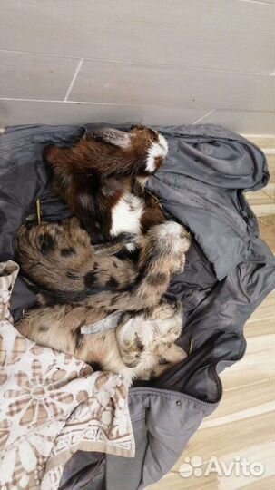 Козел вязка