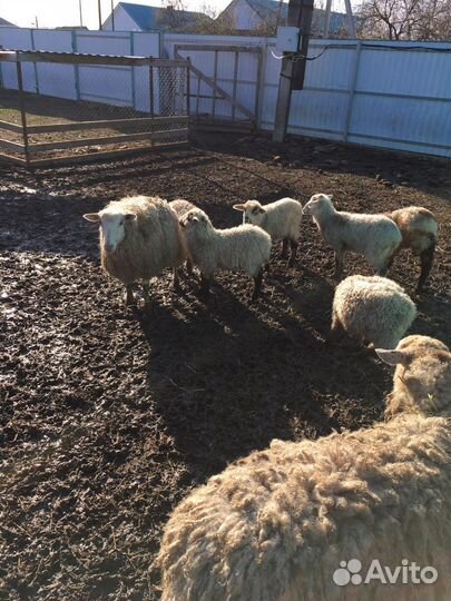 Ягнята овцы