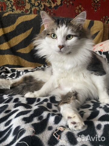 Кошка
