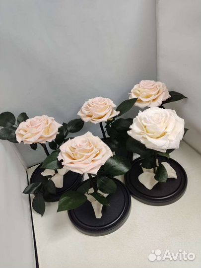 Роза в колбе оптом