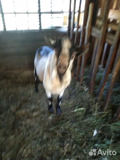 Козел альпийский