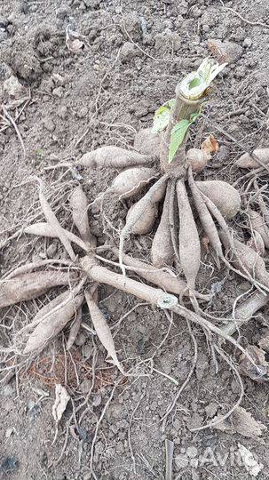 Георгины клубни