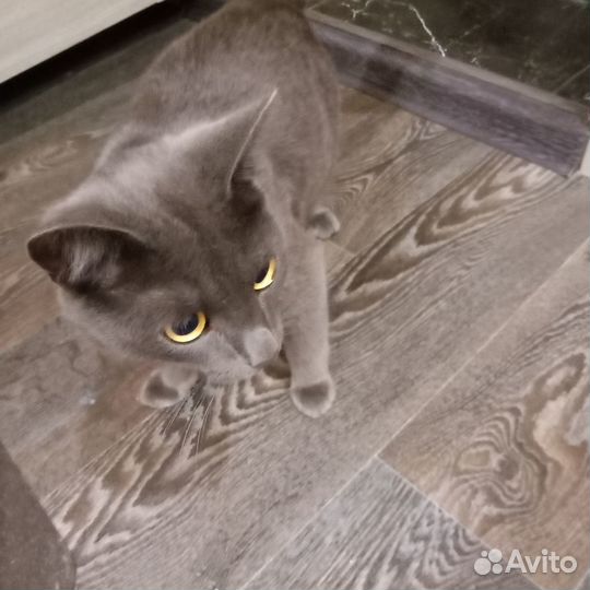 Отдам кота в добрые руки