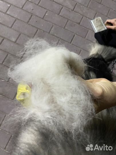 Шерсть Маламута