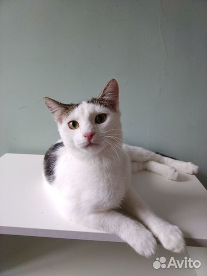 Котик котёнок